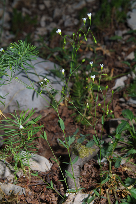 Linum catharticum / Lino purgativo